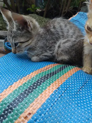 1-3 months Male Purebred Abyssinian