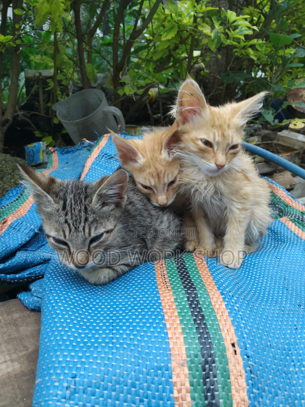 1-3 months Male Purebred Abyssinian