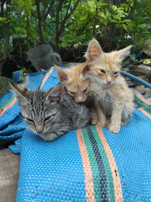 1-3 months Male Purebred Abyssinian
