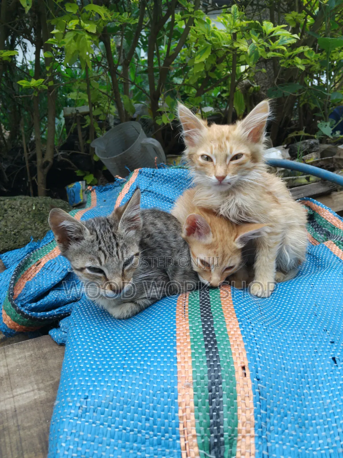 1-3 months Male Purebred Abyssinian