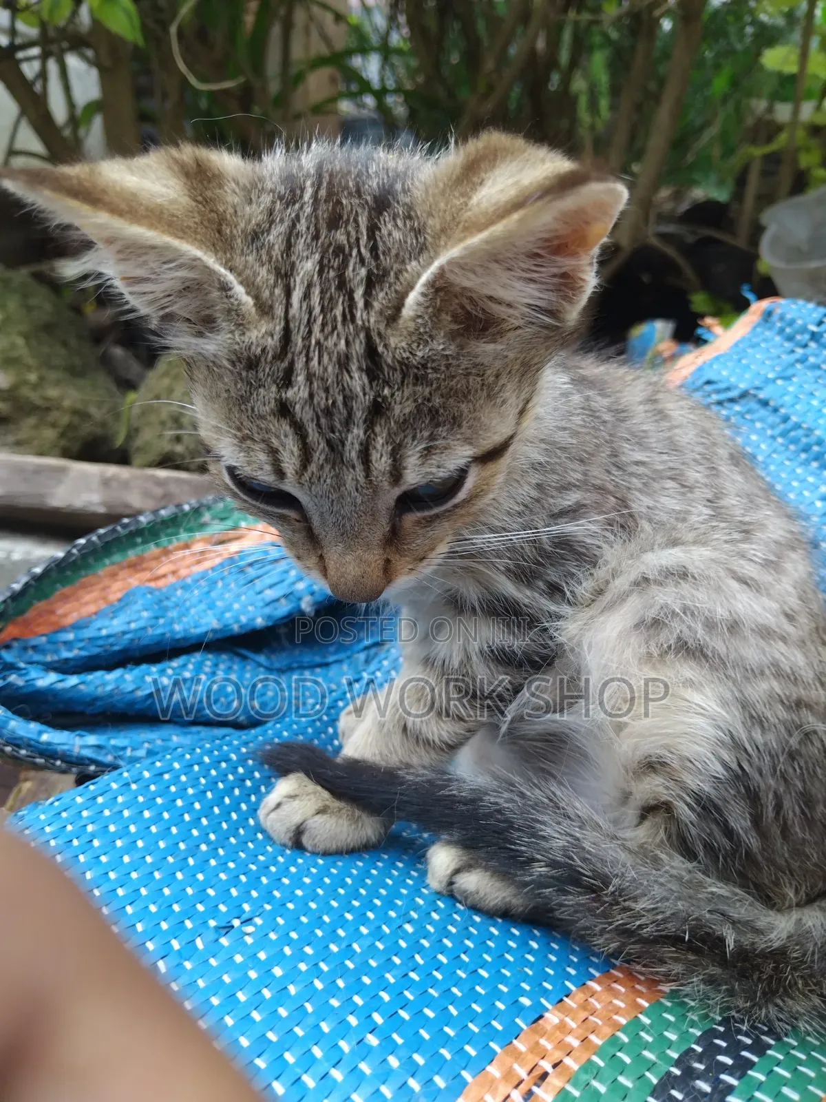 1-3 months Male Purebred Abyssinian