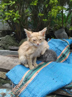 1-3 months Male Purebred Abyssinian