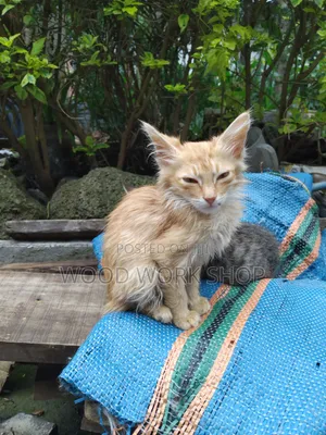 1-3 months Male Purebred Abyssinian