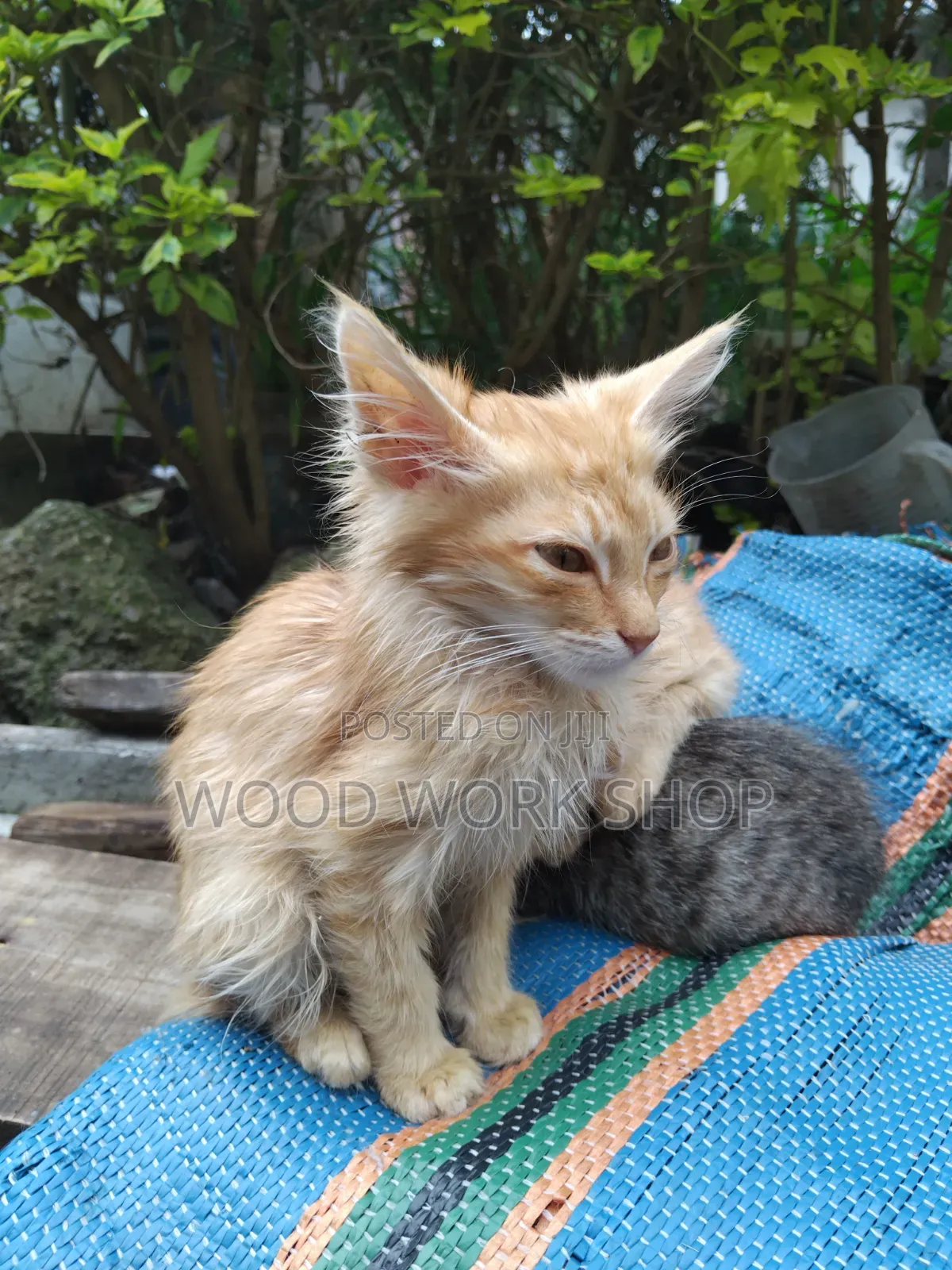 1-3 months Male Purebred Abyssinian