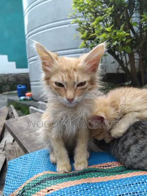 1-3 months Male Purebred Abyssinian