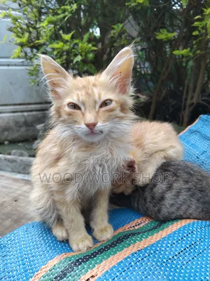 1-3 months Male Purebred Abyssinian