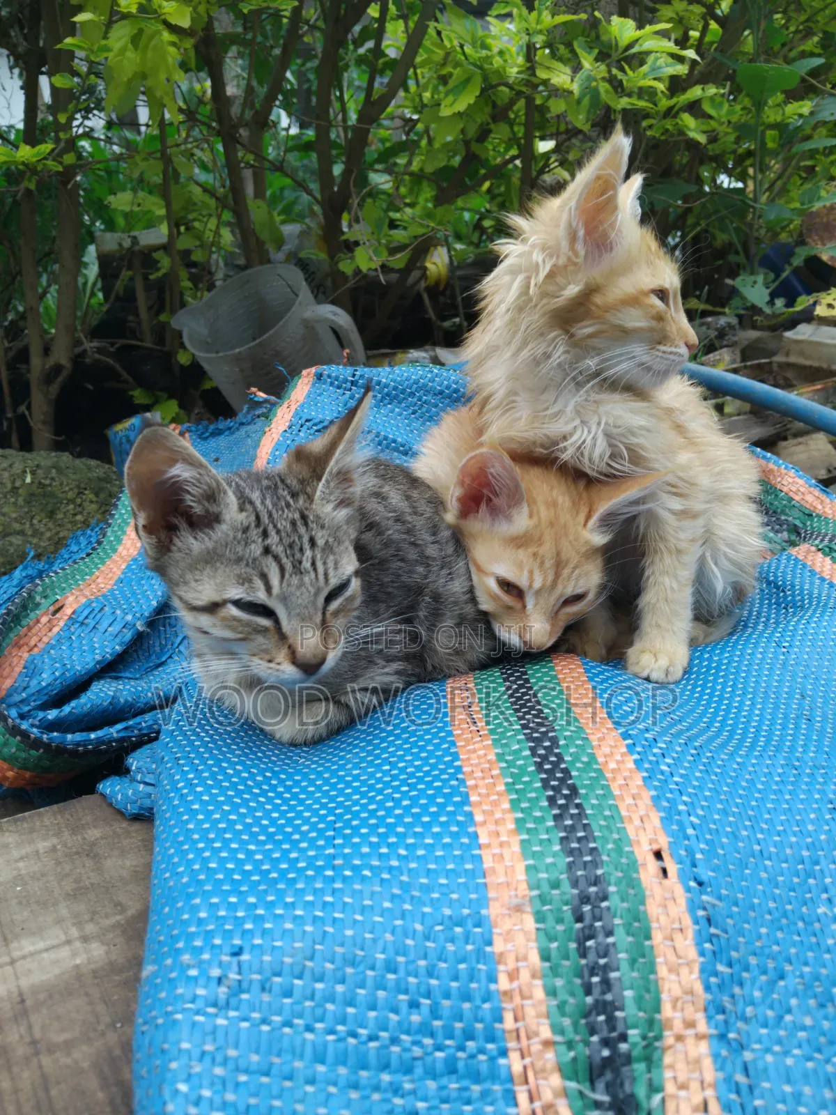 1-3 months Male Purebred Abyssinian