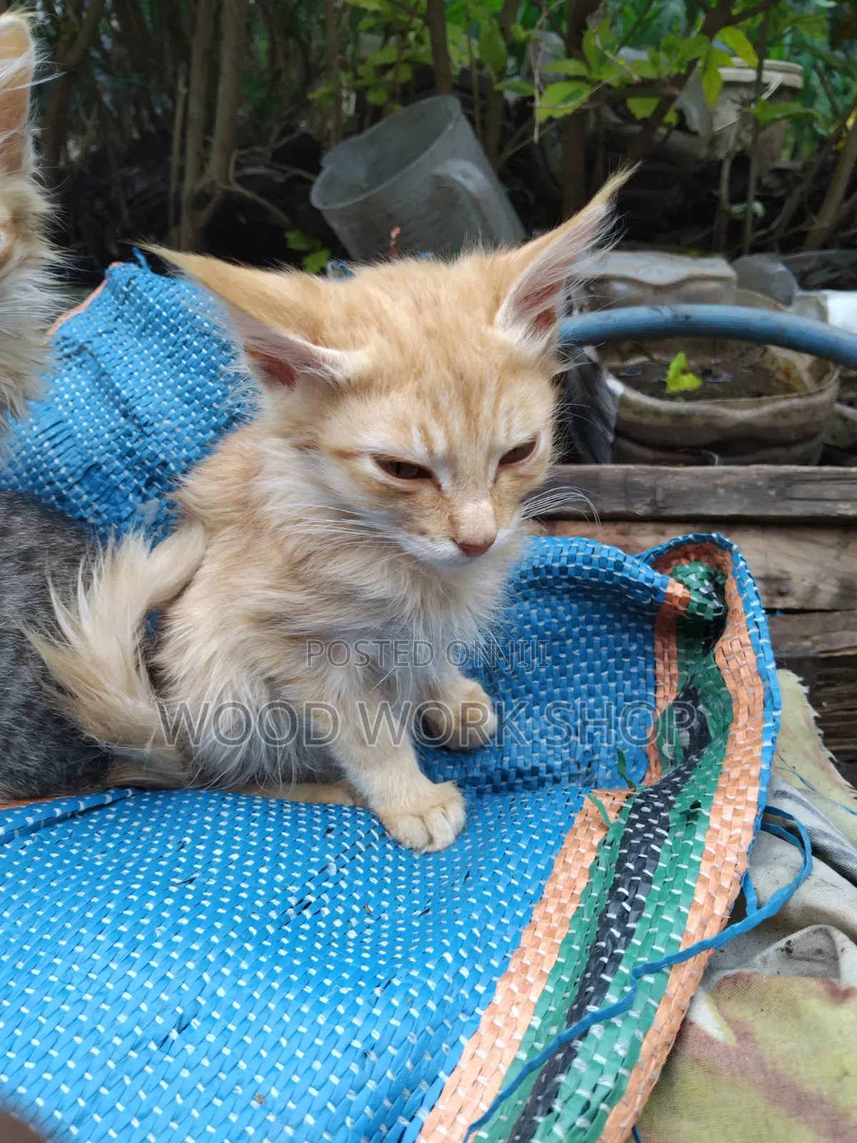 1-3 months Male Purebred Abyssinian