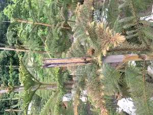 Photo - Arocaria Is Mostly Planted Outside Where It Can Get Full Sun