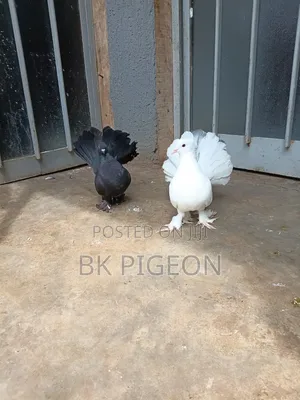 Pair Indian Fantail