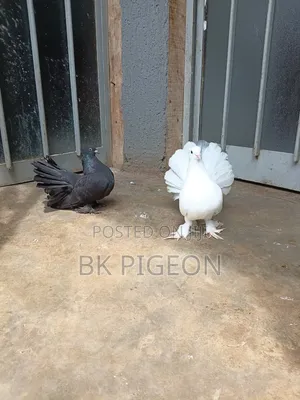 Pair Indian Fantail