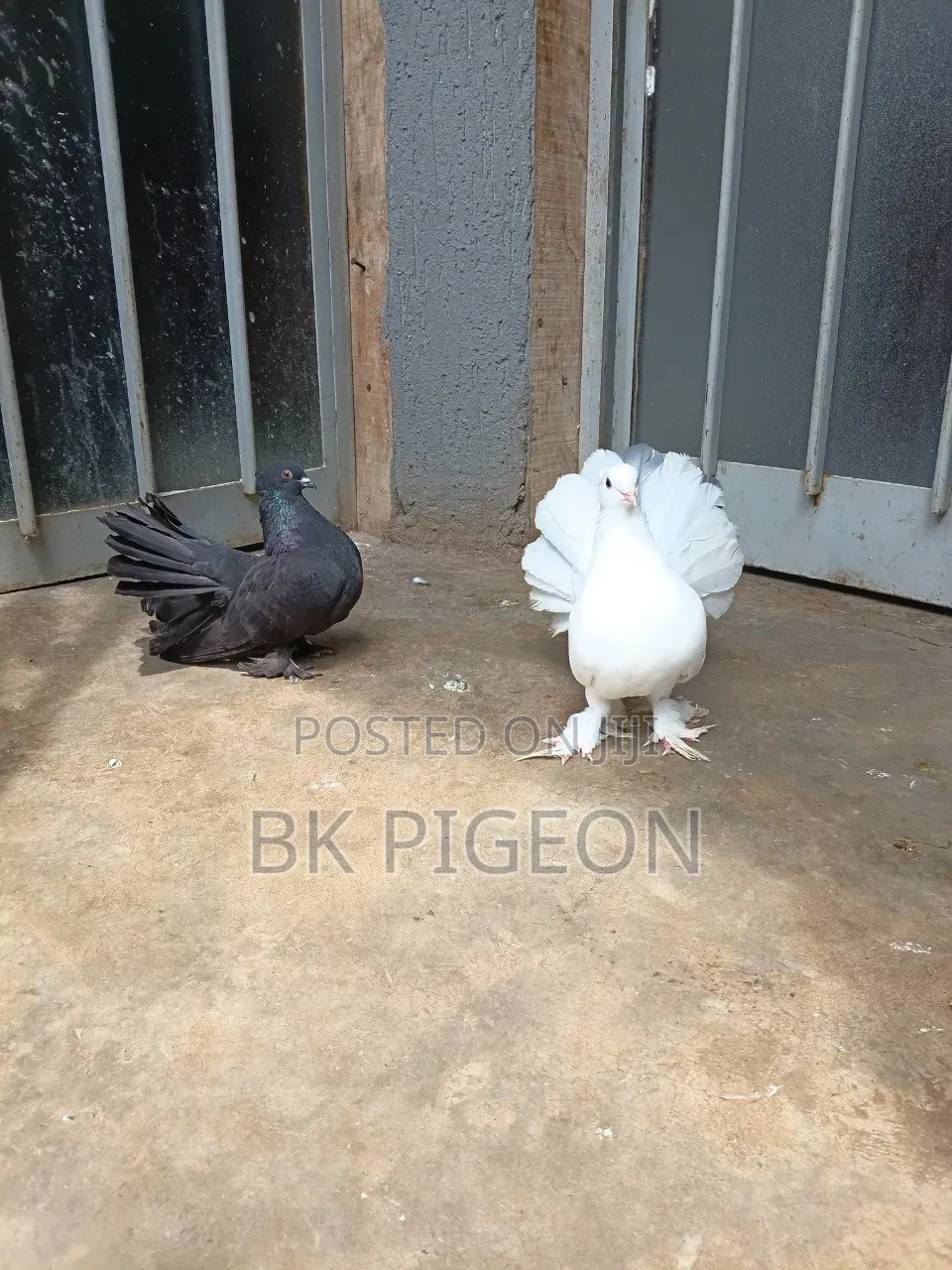 Pair Indian Fantail