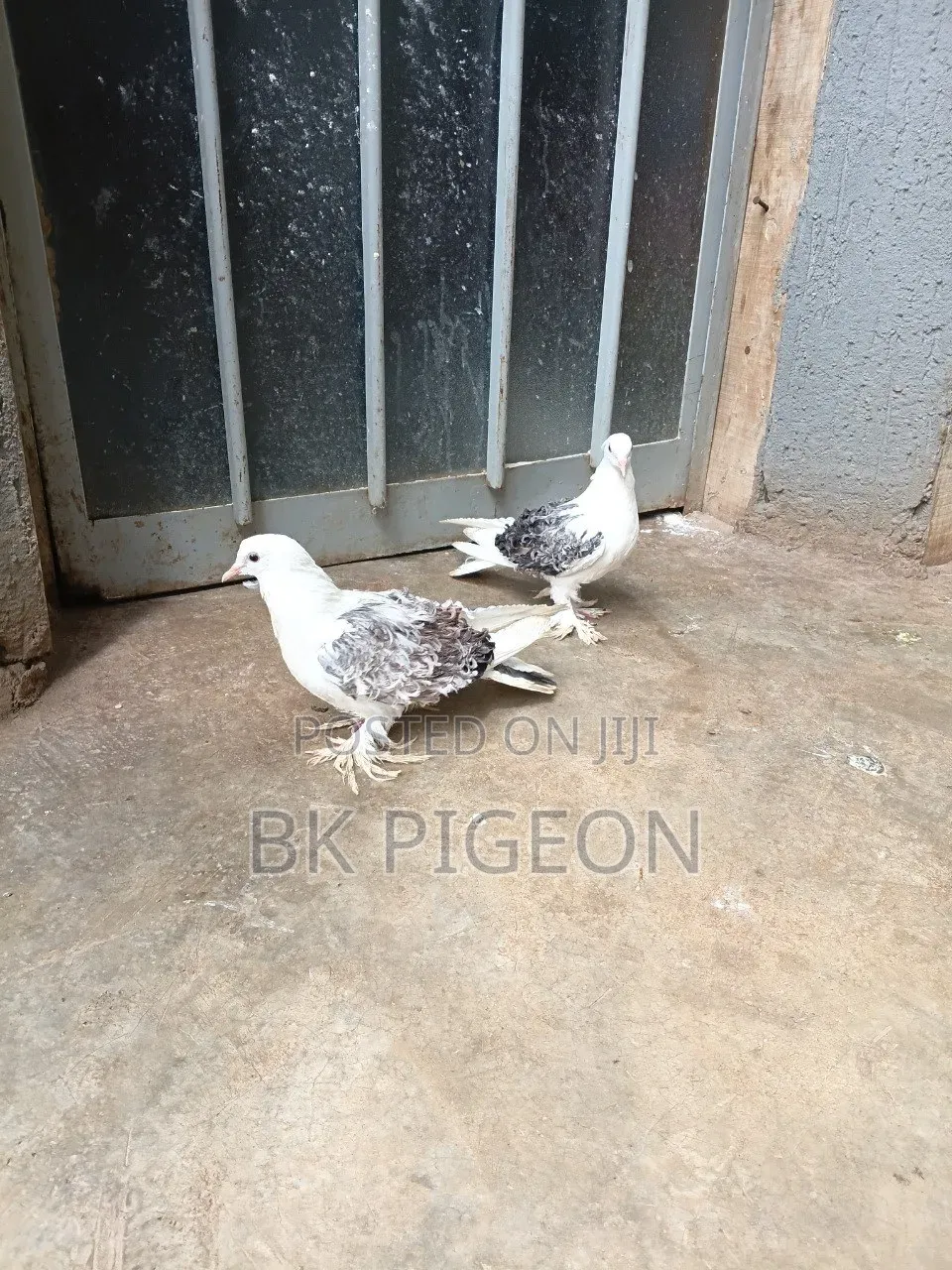 Pair Saddle Frillback Pigeon