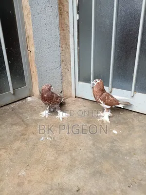 Pomerania Pouter