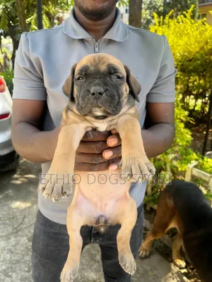 1-3 months Male Purebred Boerboel