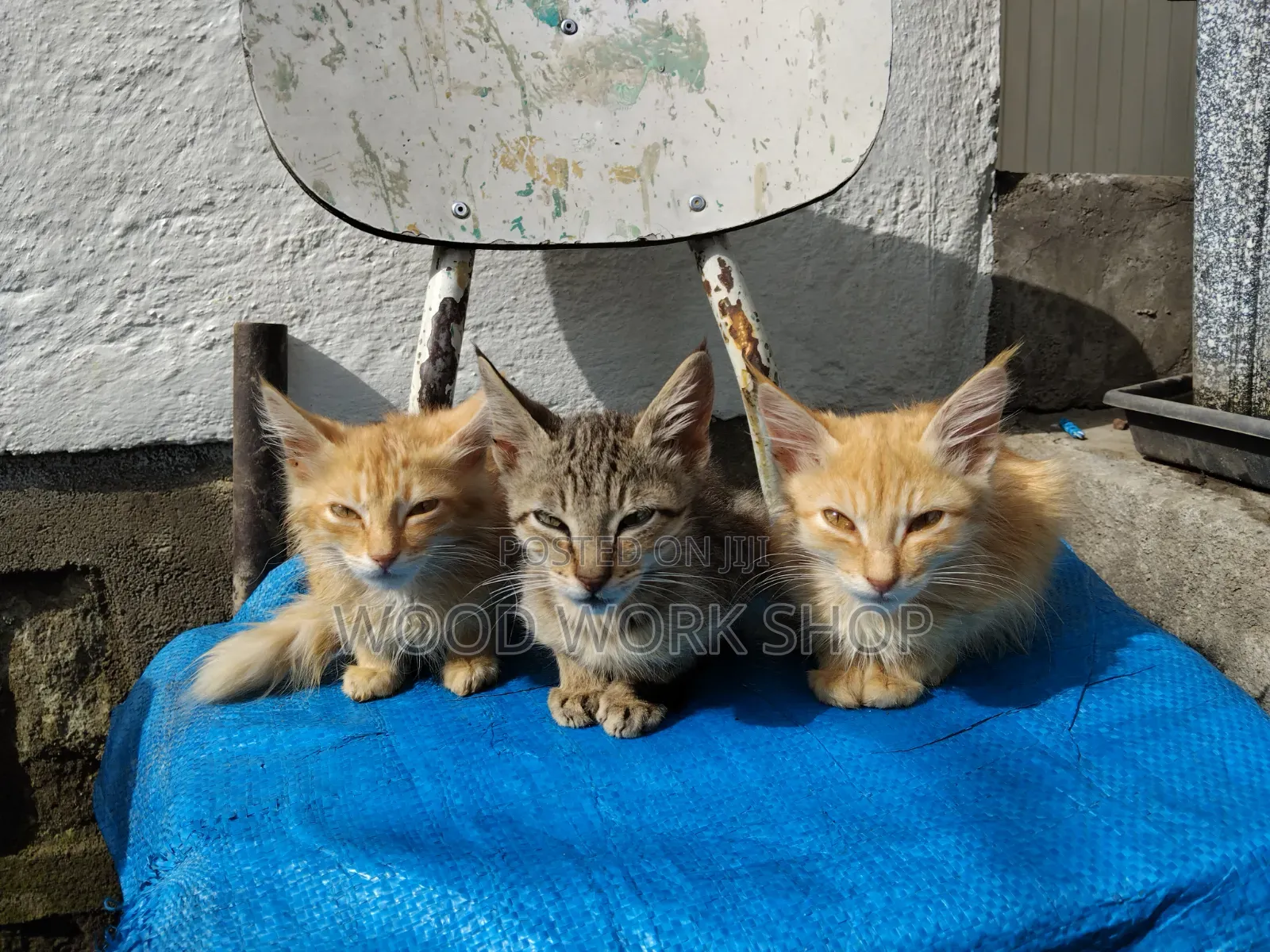 1-3 months Male Purebred Abyssinian