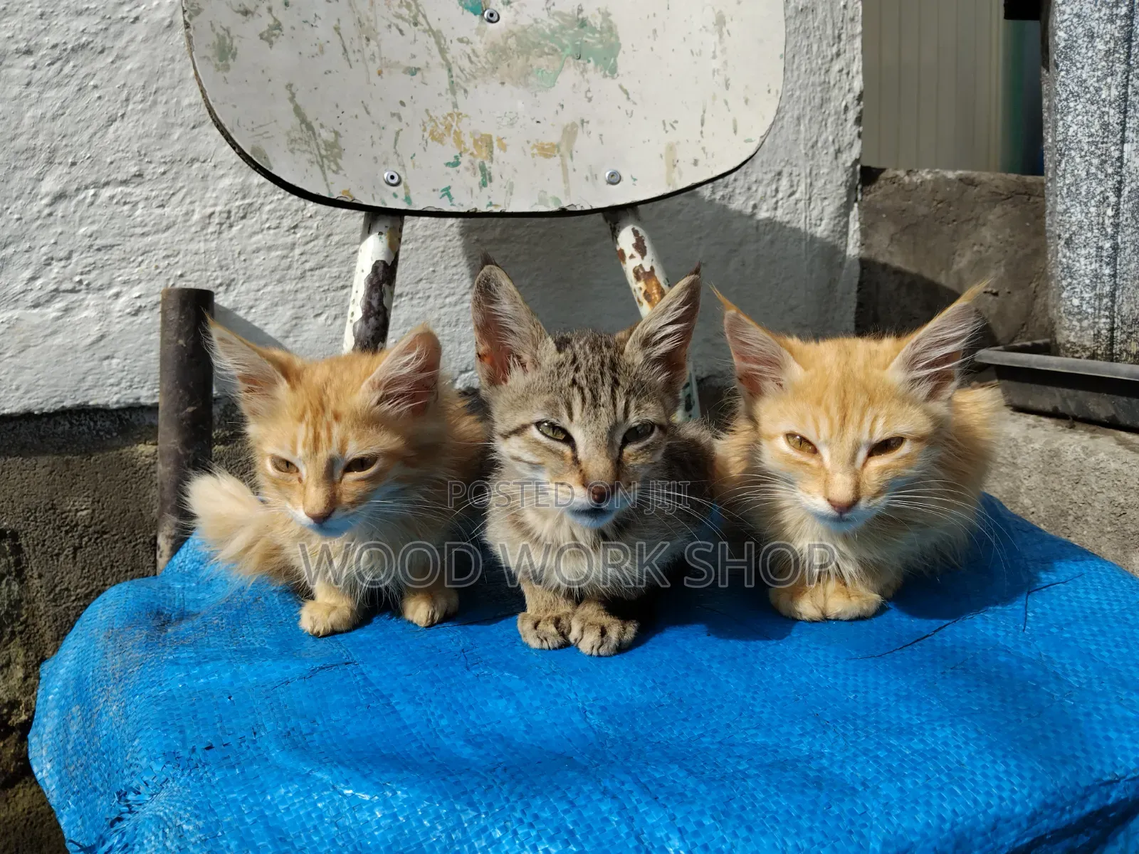 1-3 months Male Purebred Abyssinian