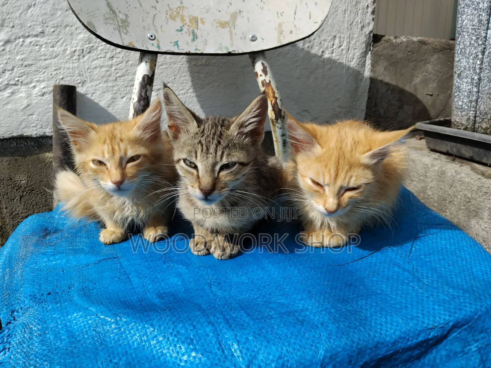 1-3 months Male Purebred Abyssinian