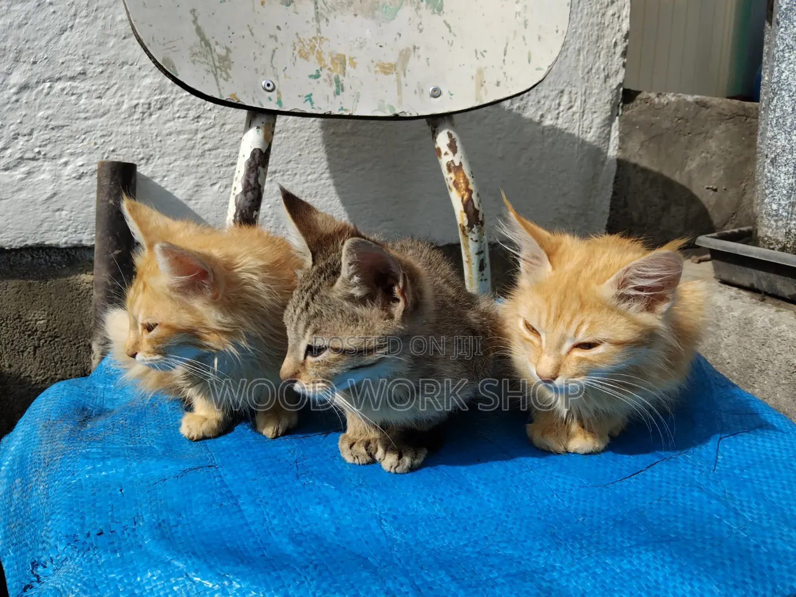 1-3 months Male Purebred Abyssinian