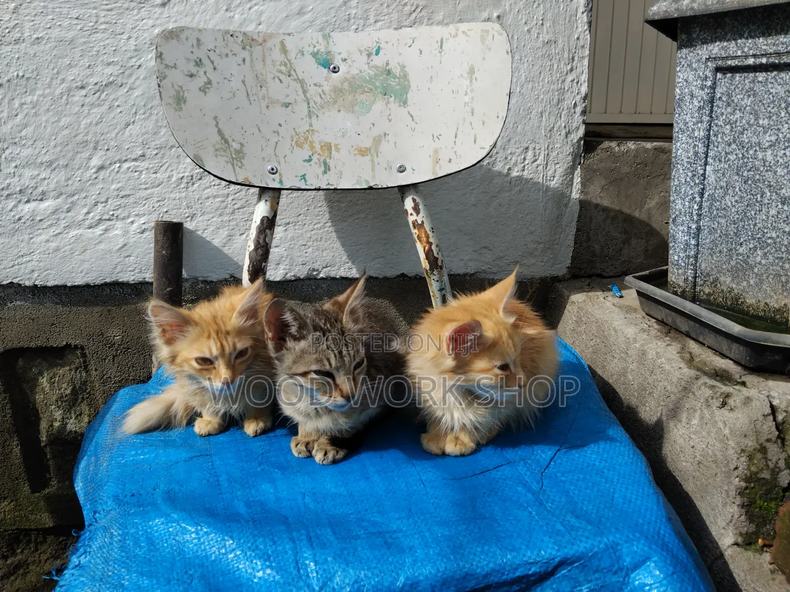 1-3 months Male Purebred Abyssinian