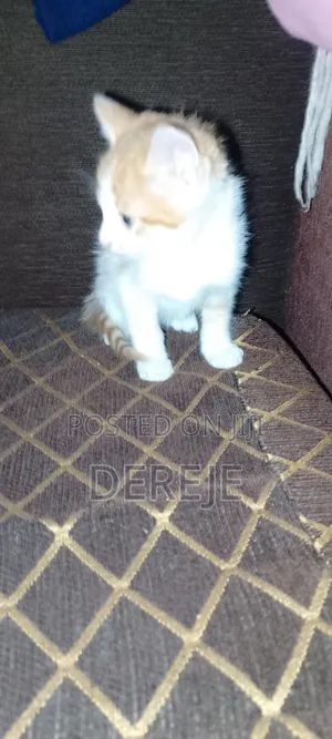 1-3 months Male Purebred Abyssinian