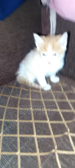 1-3 months Male Purebred Abyssinian