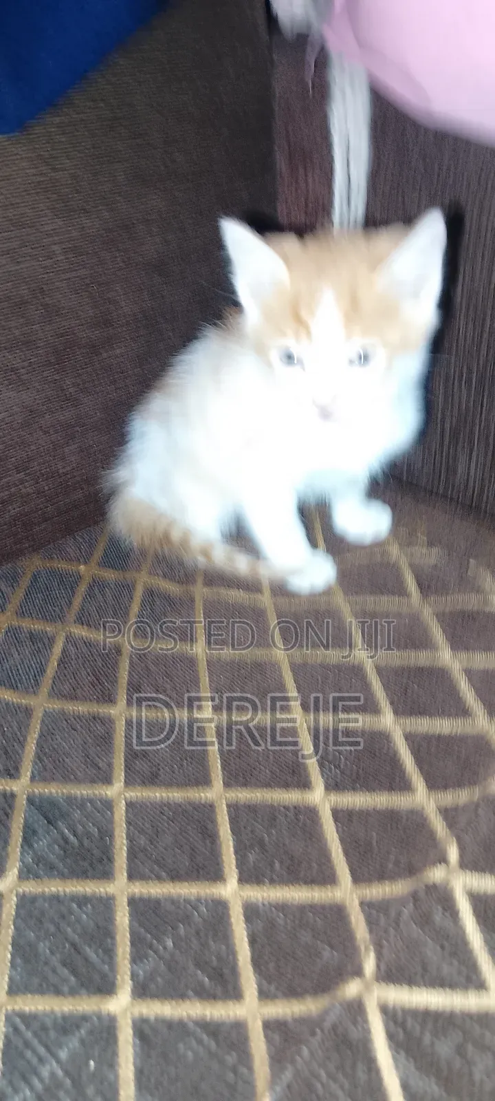 1-3 months Male Purebred Abyssinian