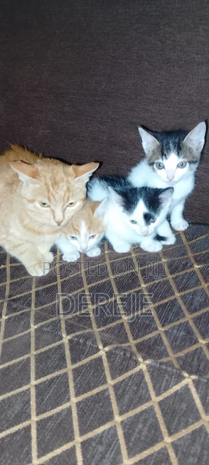 1-3 months Male Purebred Abyssinian