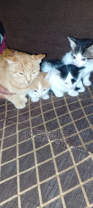 1-3 months Male Purebred Abyssinian