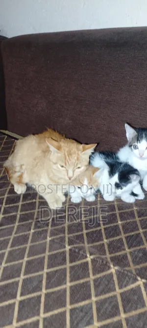 1-3 months Male Purebred Abyssinian