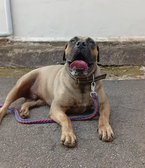 1-3 months Male Purebred Boerboel