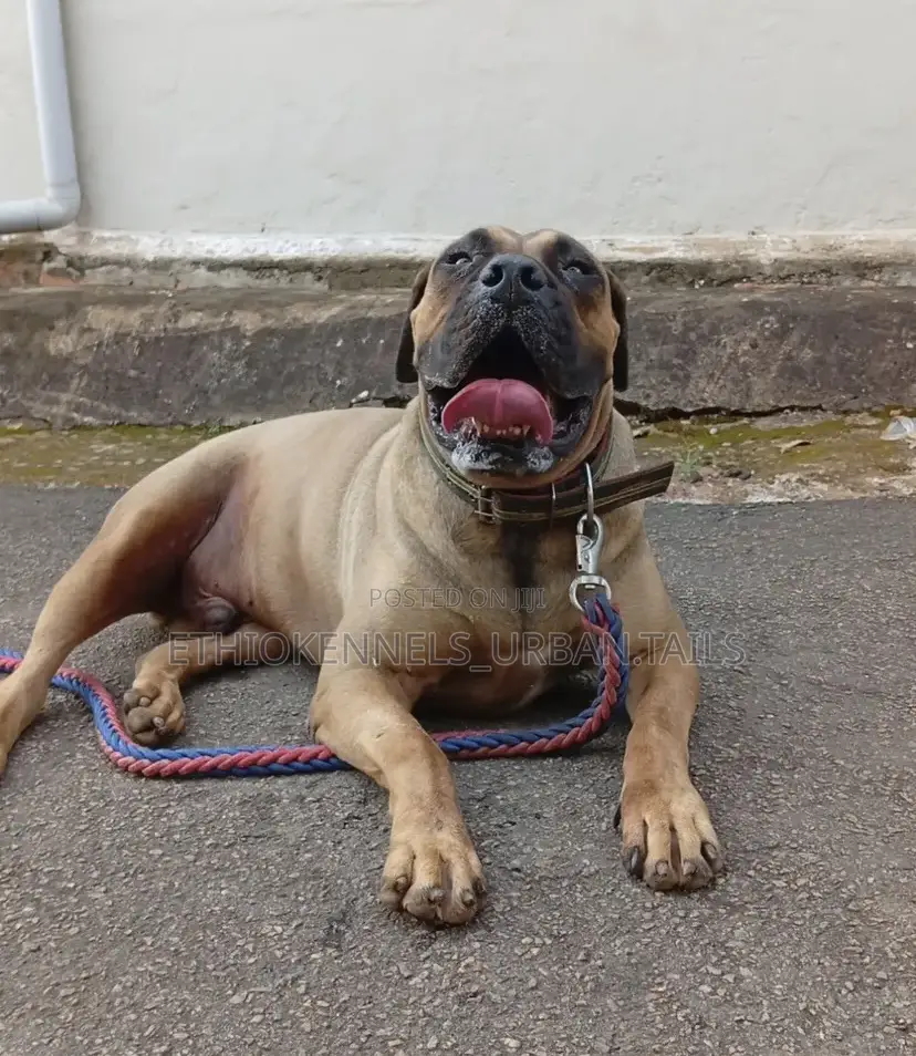1-3 months Male Purebred Boerboel