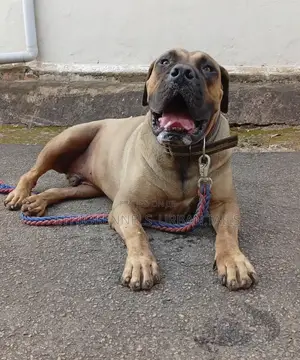1-3 months Male Purebred Boerboel