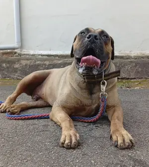 1-3 months Male Purebred Boerboel