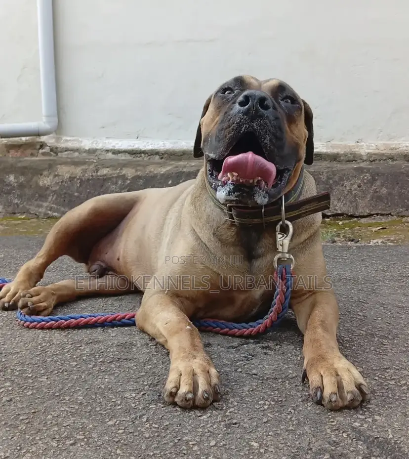 1-3 months Male Purebred Boerboel