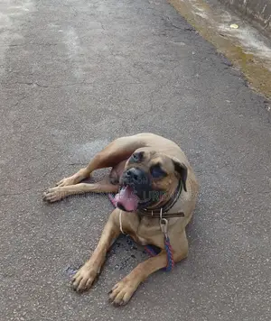 1-3 months Male Purebred Boerboel