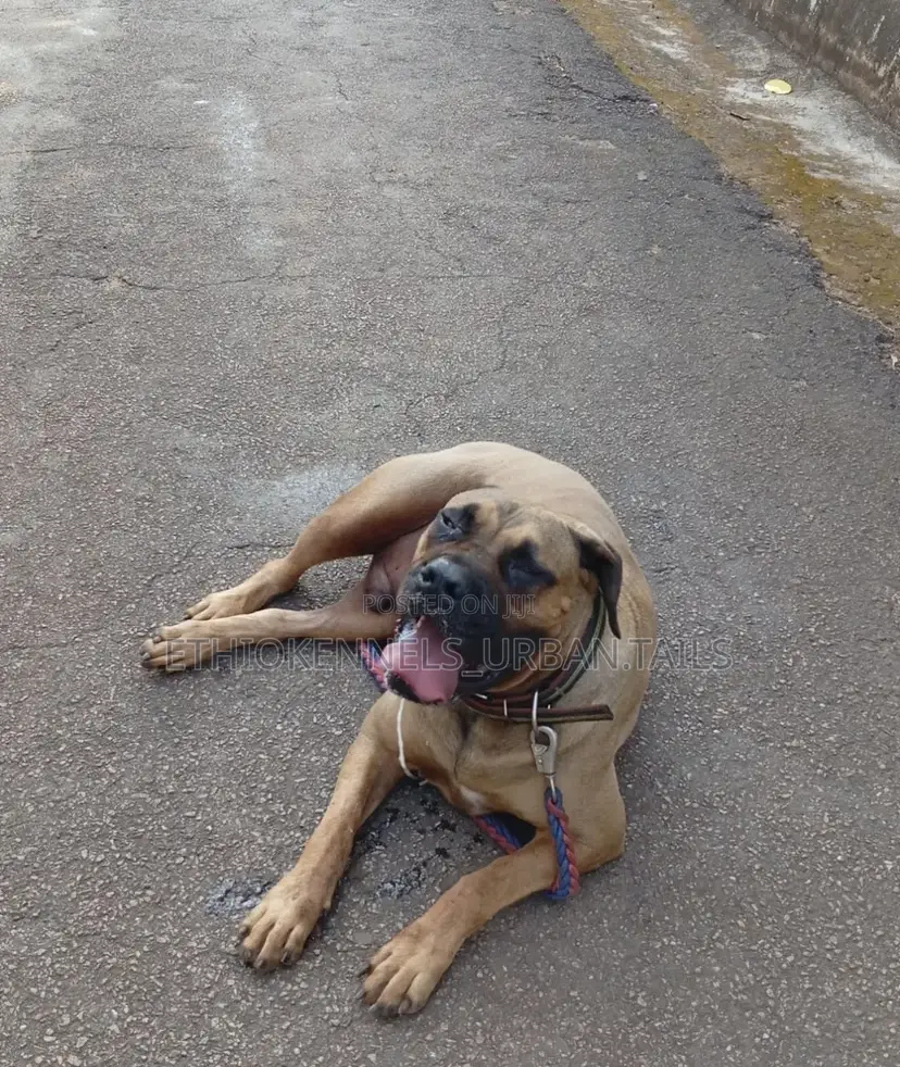 1-3 months Male Purebred Boerboel