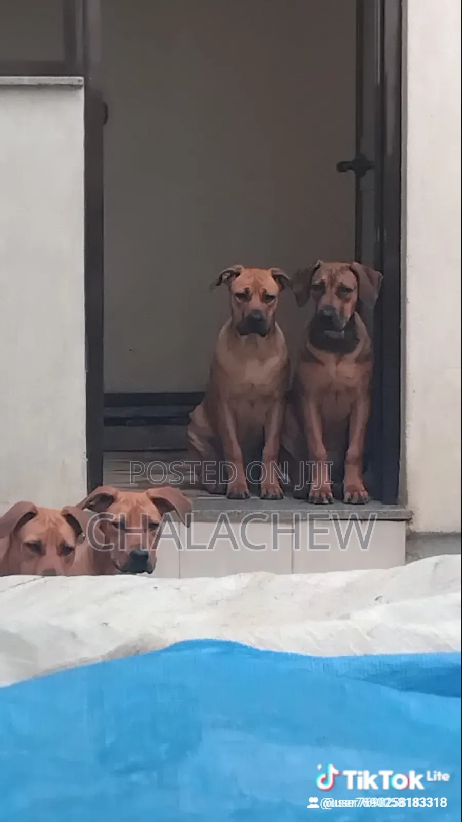 3-6 months Female Purebred Boerboel