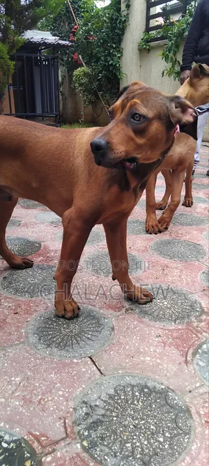 3-6 months Female Purebred Boerboel