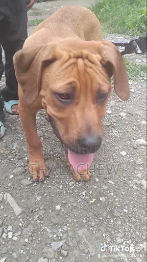 3-6 months Female Purebred Boerboel