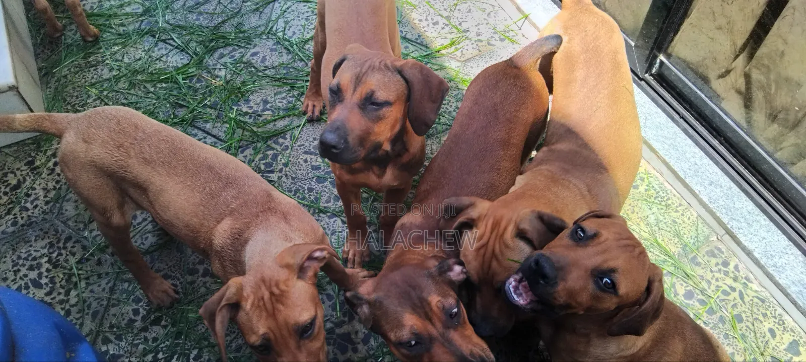 3-6 months Female Purebred Boerboel