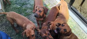 3-6 months Female Purebred Boerboel