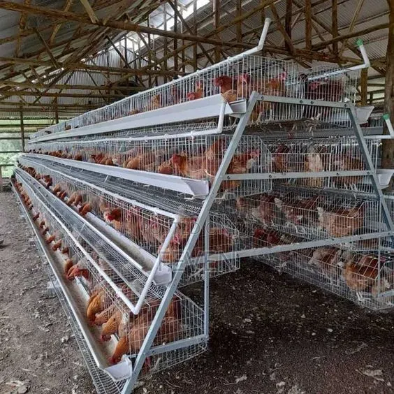 Original Imported Chicken Layer Battery Cage / የዶሮ ኬጅ