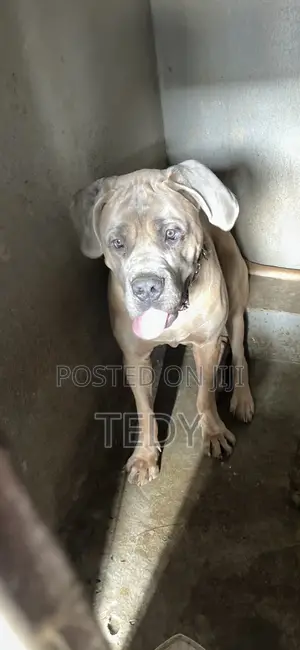 6-12 months Male Purebred Mastiff