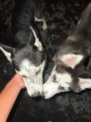 3-6 months Male Purebred Siberian Husky