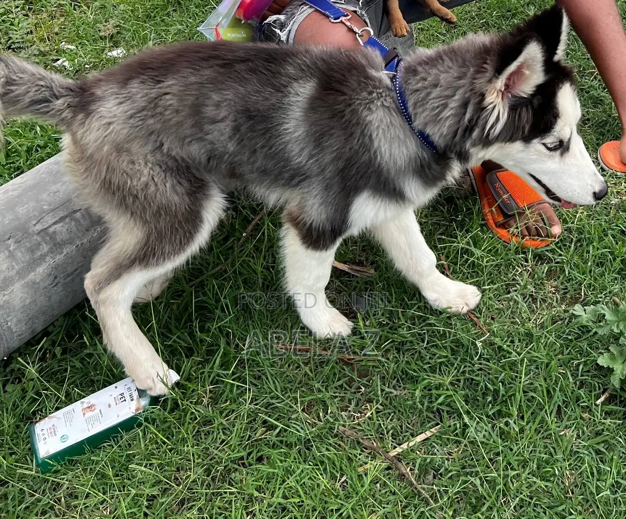 3-6 months Male Purebred Siberian Husky