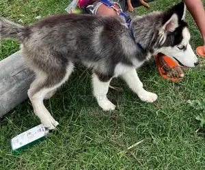 3-6 months Male Purebred Siberian Husky