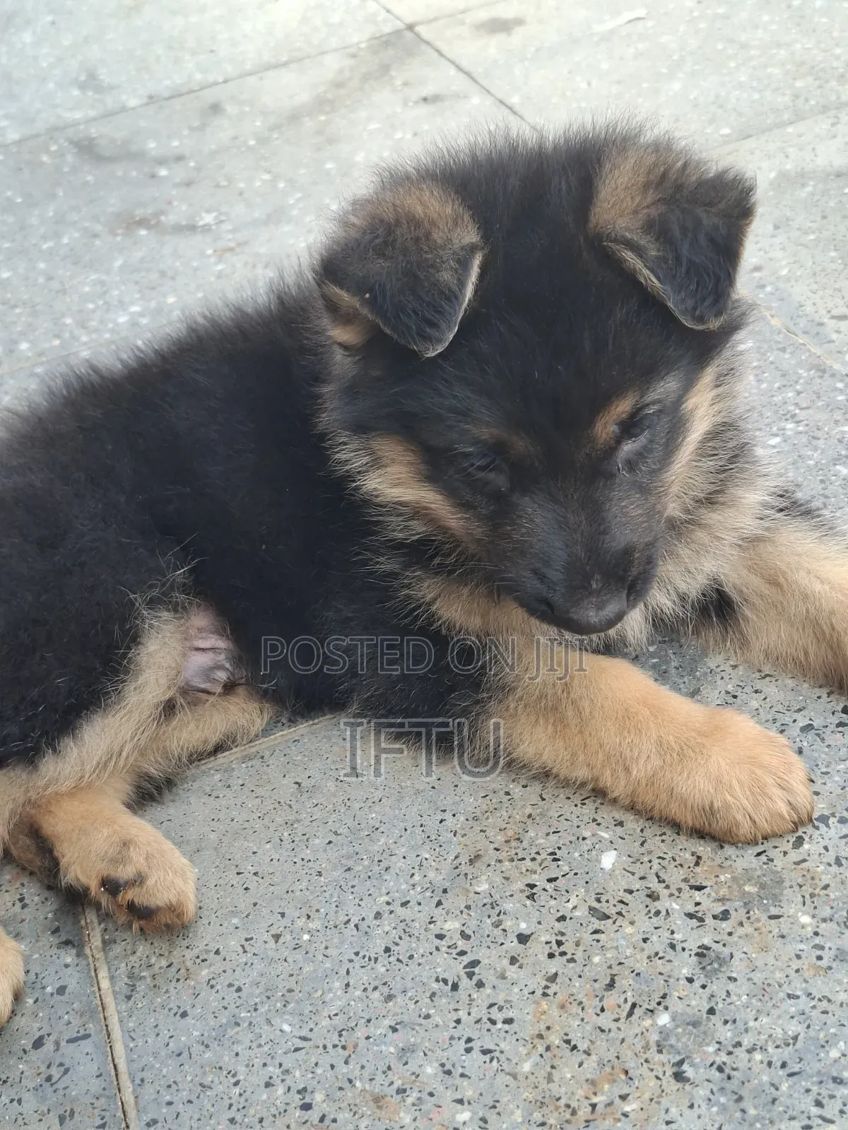 1-3 months Female Purebred German Shepherd