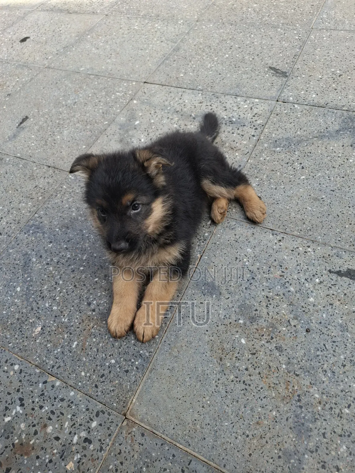 1-3 months Female Purebred German Shepherd