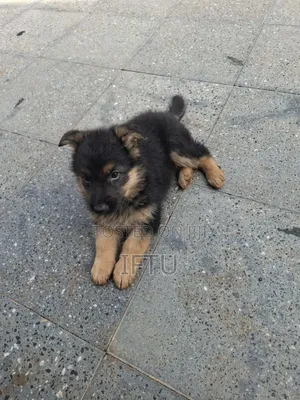1-3 months Female Purebred German Shepherd